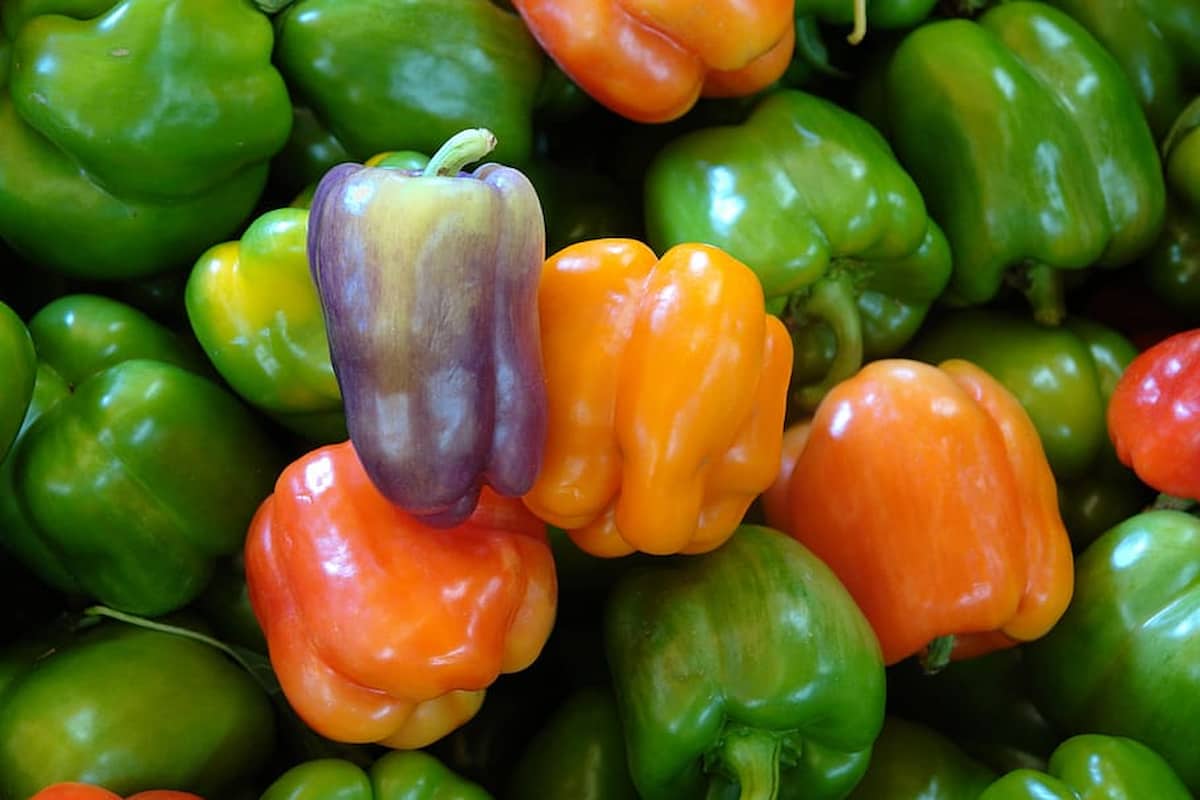 colorful bell peppers